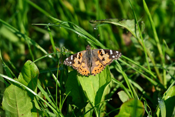 Vanessa cardui outside in the meadow.