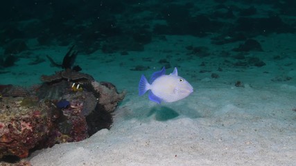 Yellowspotted Triggerfish, Pseudobalistes fuscus closeup in Andaman sea