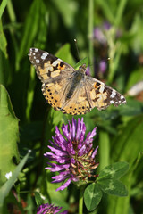 Vanessa cardui outside in the meadow.