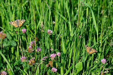 Vanessa cardui outside in the meadow.