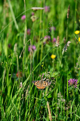 Vanessa cardui outside in the meadow.