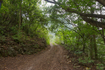 A curved mud road in the wild woods stretches into the distance, dirt road view