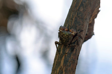Picture of a rare crab in Alejandro de Humboldt National Park in Cuba