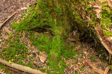 Bright colourful green moss on a tree trunk on a wood glade