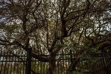 Large tree with a fence