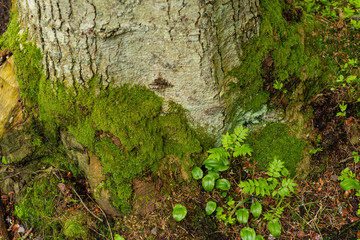 Bright colourful green moss on a tree trunk on a wood glade