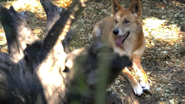 Australian dingo outside in nature during the day.