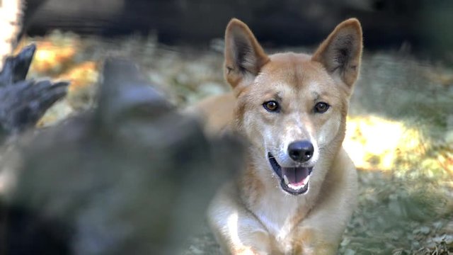 Australian dingo outside in nature during the day.