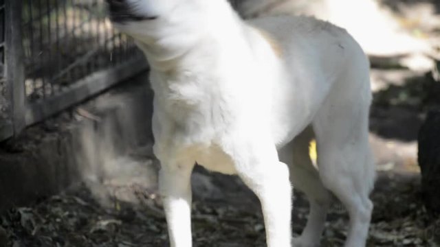Australian dingo outside in nature during the day.