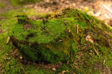 Fototapeta na wymiar Bright colourful green moss on a tree trunk on a wood glade