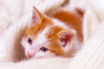 A little red-white kitten is lying on a light fluffy rug. Domestic cat.