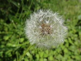 White flower