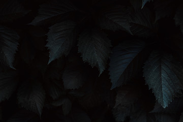 Dark leaves closeup view background. Monochrome tree, bush foliage decorative backdrop. Plant leaves with shadows horizontal minimal wallpaper. Fresh greenery. Natural, organic, eco concept