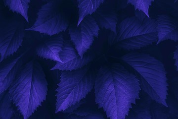 Violet leaves closeup background. Monochrome tree, bush purple foliage vivid backdrop. Plant leaves with shadows horizontal minimal wallpaper. Fresh dark blue greenery. Natural, organic, eco concept