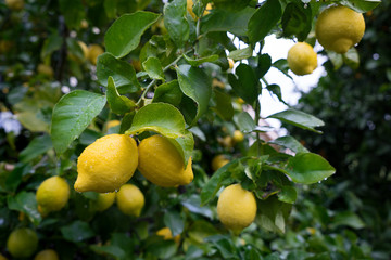 Lemon fruits with drops of rain weigh on a branch. Ripe lemons hanging on a tree. Fresh fruit in natural conditions. Blurred background.