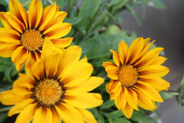 yellow flowers in the garden