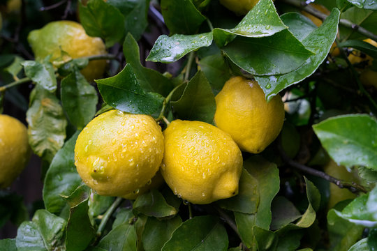 Lemon fruits with drops of rain weigh on a branch. Ripe lemons hanging on a tree. Fresh fruit in natural conditions. Photo closeup.