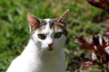 Curious domestic white cat with small grey patch on top of head and green eyes looking directly at camera posing for picture surrounded with plants and leaves in background on warm sunny spring day