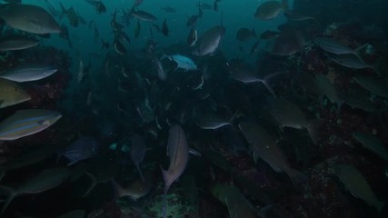 School of Longnose emperor, Rainbow runner and Trevally feeding on a tropical reef