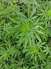 cannabis plants for makingnmedicine