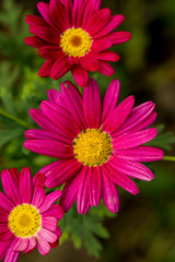 Red daisy flowers in winter