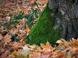 tree trunk with moss in the autumn forest