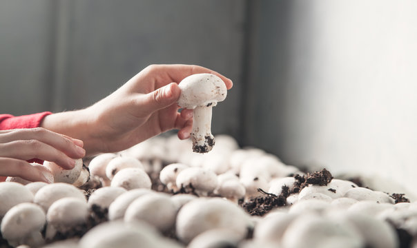 Hand holding mushroom champignon in farm.