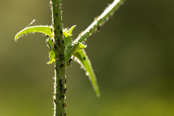 Insects in the plants