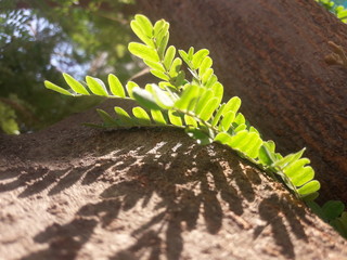 leaf in sunlight