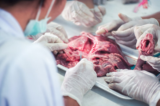 Medical students are studying pig lung surgery to study pharynx.