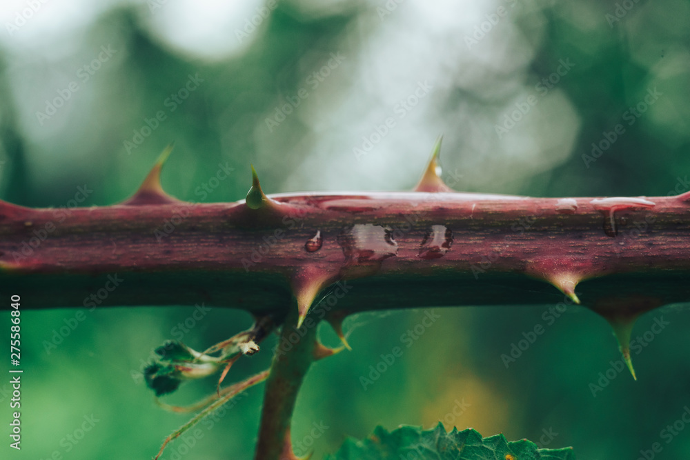 Aufkleber close up thorn on a green background. macro view.