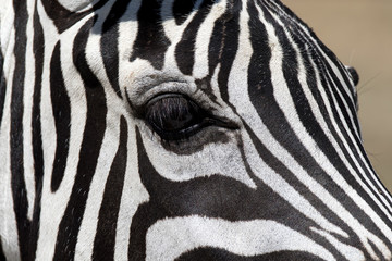 Fototapeta na wymiar Close up of zebra eyes