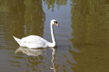 Naklejka premium White swan on the lake