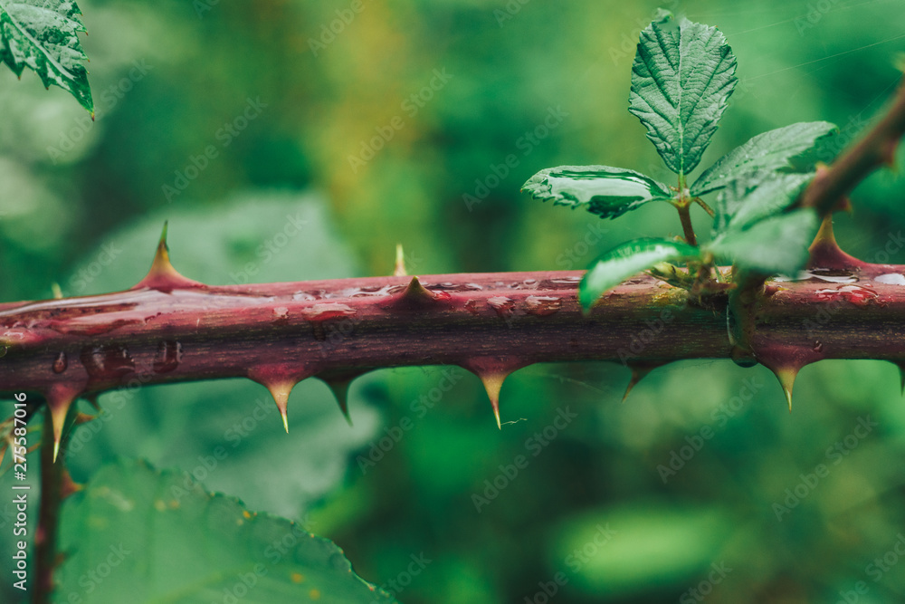 Poster Close up thorn on a green background. Macro view.