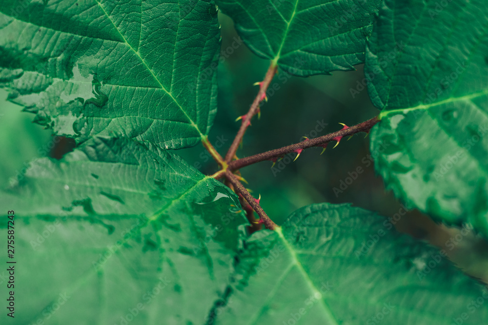 Poster Close up thorn with leaf on a green background. Macro view.