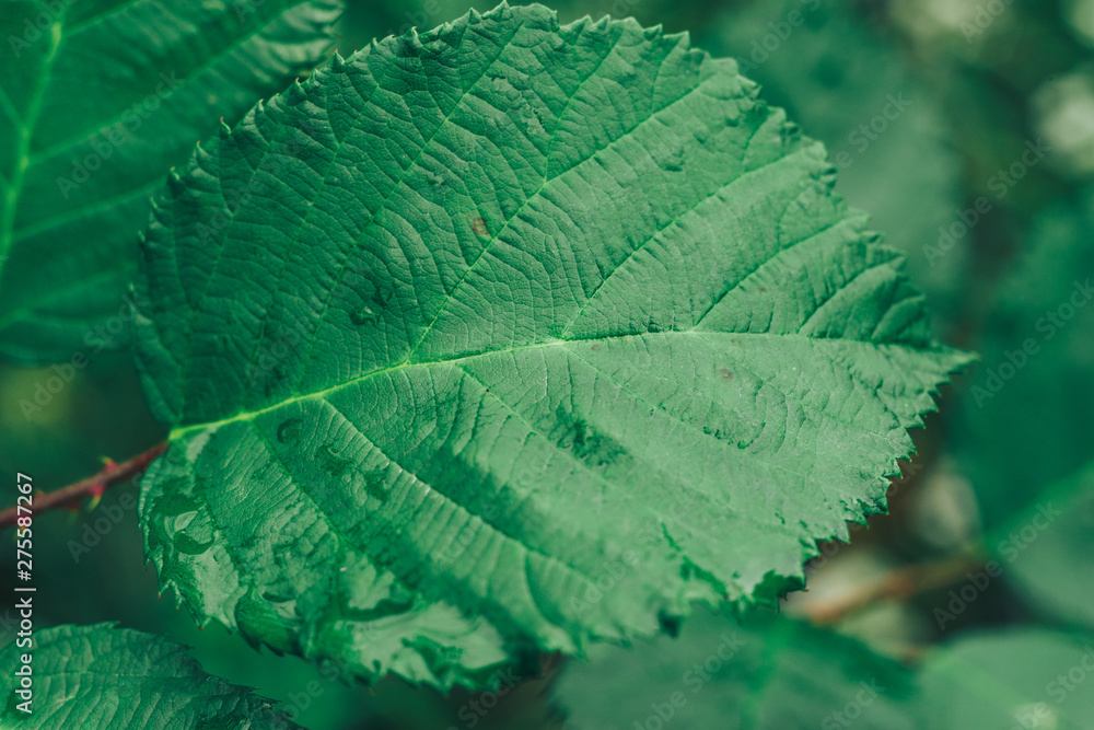 Poster Close up thorn with leaf on a green background. Macro view.