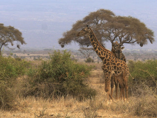 a male giraffe follows a female in amboseli, kenya