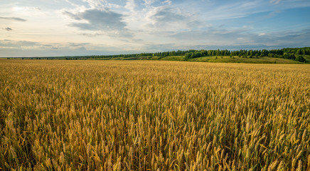 landscape, a field of ripe wheat on a background of forest and blue sky with Cumulus clouds