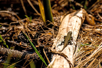 Lizard on a tree in Poland