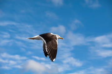 Seagull flies against blue sky in Sweden, Stockholm.