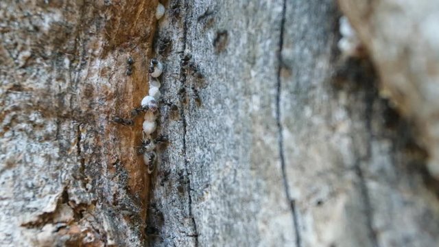 Ants protect white larvae in the bark of a tree. Cataglyphis aenescens are near the larvae.