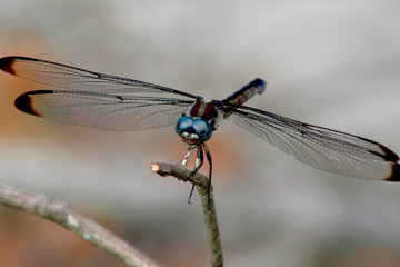Dragonfly balancing on a Branch