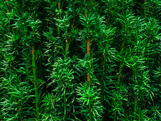 Yew-tree. A young tree in a pot in a garden shop