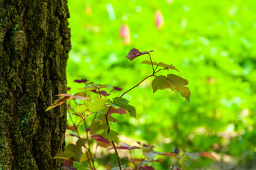 木漏れ日と新緑の葉