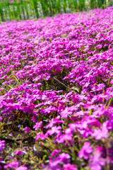 満開の芝桜と新緑