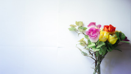 rose flower on a white background