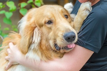 Golden Retriever is a beautiful purebred dog. Girl hugging a happy pet.