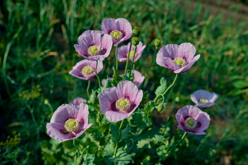 Obraz premium Papaver