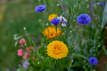 Obraz premium Calendula officinalis