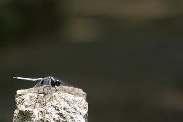 石にとまって羽を休めるシオカラトンボ